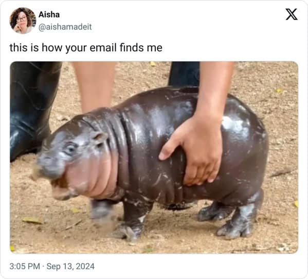 Moo deng memes, moo deng, Pygmy hippo memes