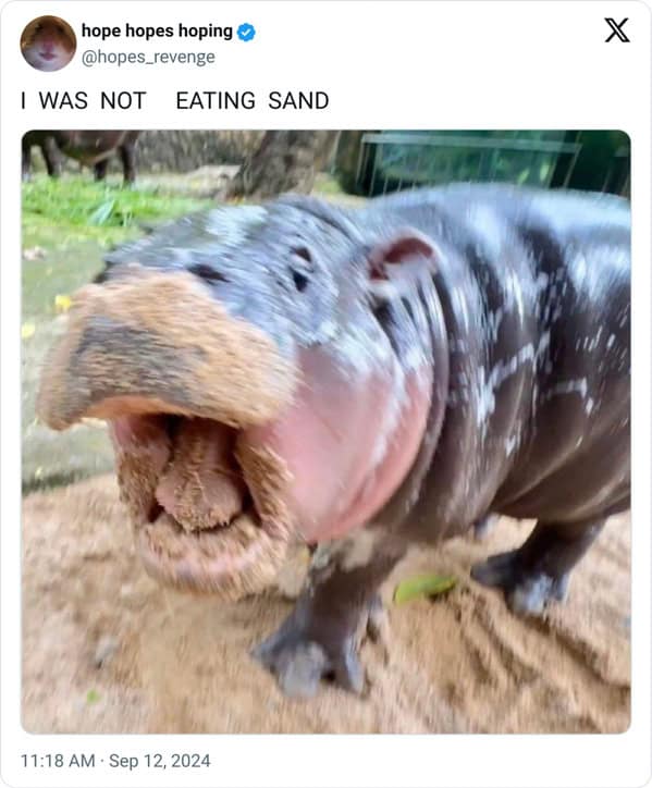 Moo deng memes, moo deng, Pygmy hippo memes