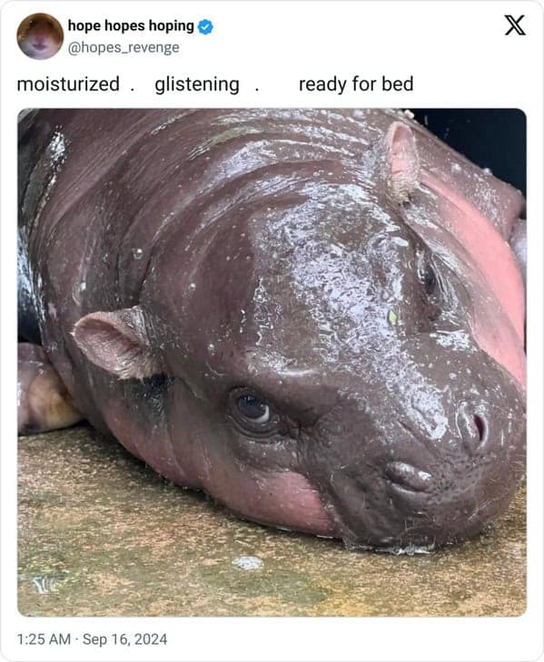 Moo deng memes, moo deng, Pygmy hippo memes