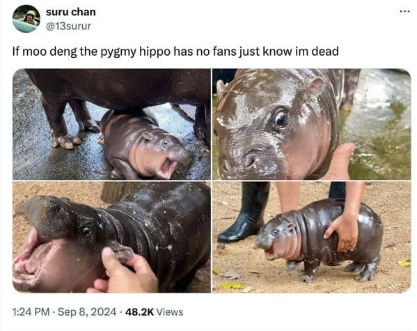 Moo deng memes, moo deng, Pygmy hippo memes