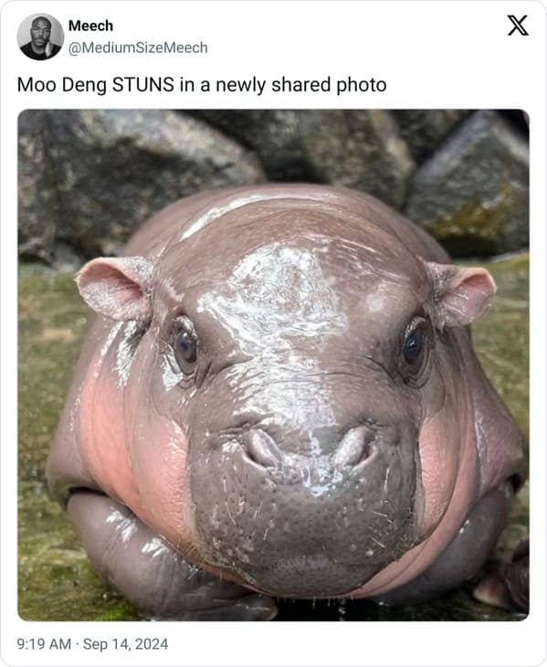 Moo deng memes, moo deng, Pygmy hippo memes