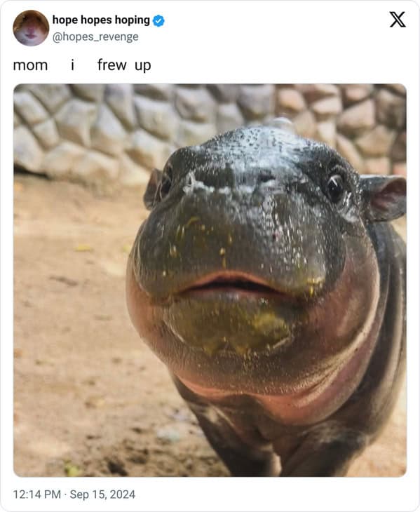 Moo deng memes, moo deng, Pygmy hippo memes
