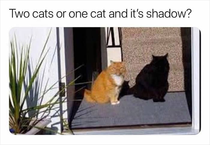 Two cats or one cat and it's shadow?