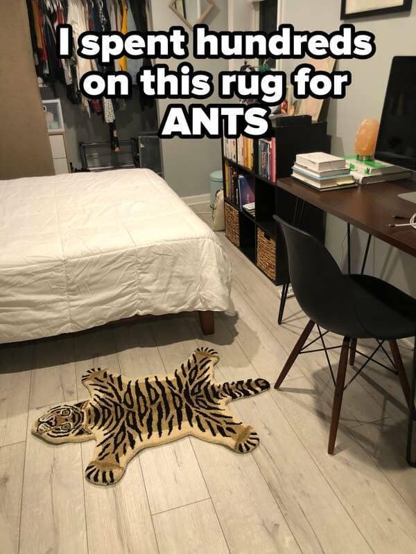 I spent hundreds on this rug for ANTS