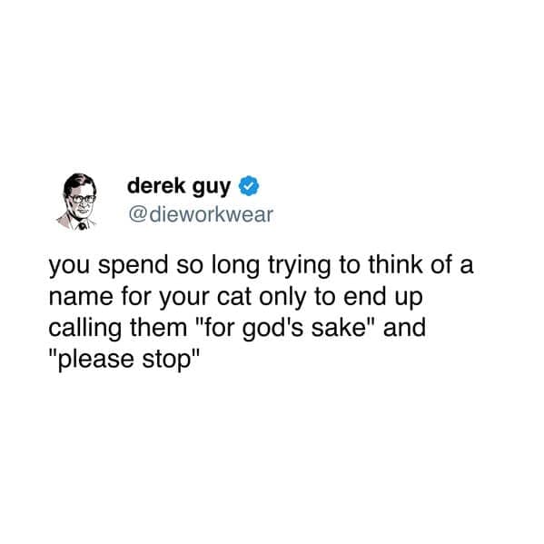 pet memes, pet tweets, dog memes, cat memes, funny pet tweets, cute pet pictures, animal memes, hilarious pet tweets, adorable pet pics, cute animal photos