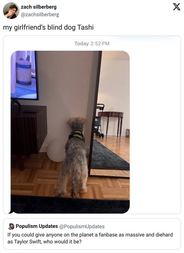 pet memes, pet tweets, dog memes, cat memes, funny pet tweets, cute pet pictures, animal memes, hilarious pet tweets, adorable pet pics, cute animal photos