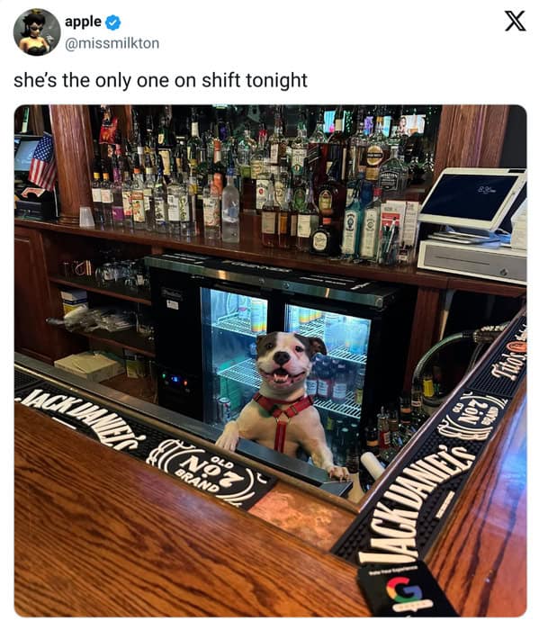 pet memes, pet tweets, dog memes, cat memes, funny pet tweets, cute pet pictures, animal memes, hilarious pet tweets, adorable pet pics, cute animal photos