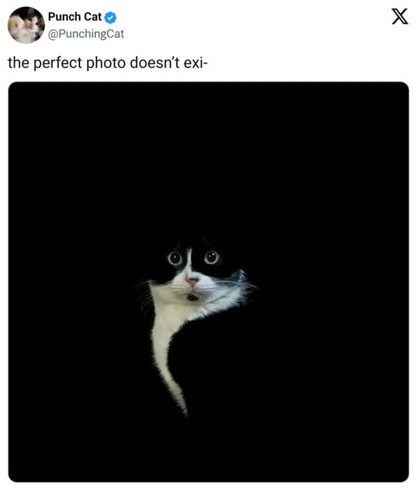 pet memes, pet tweets, dog memes, cat memes, funny pet tweets, cute pet pictures, animal memes, hilarious pet tweets, adorable pet pics, cute animal photos