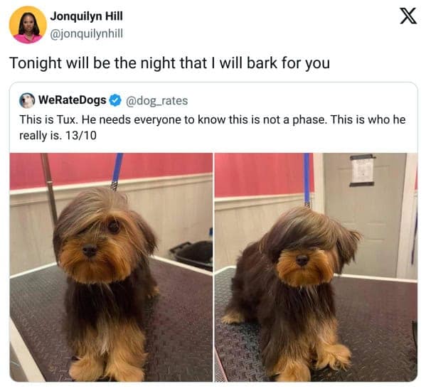 pet memes, pet tweets, dog memes, cat memes, funny pet tweets, cute pet pictures, animal memes, hilarious pet tweets, adorable pet pics, cute animal photos