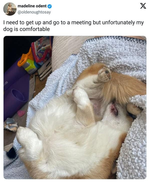 pet memes, pet tweets, dog memes, cat memes, funny pet tweets, cute pet pictures, animal memes, hilarious pet tweets, adorable pet pics, cute animal photos