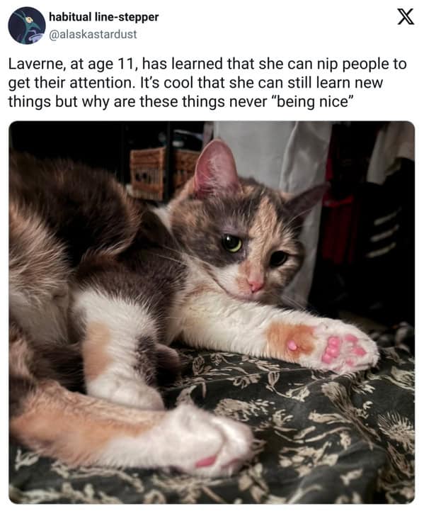 pet memes, pet tweets, dog memes, cat memes, funny pet tweets, cute pet pictures, animal memes, hilarious pet tweets, adorable pet pics, cute animal photos