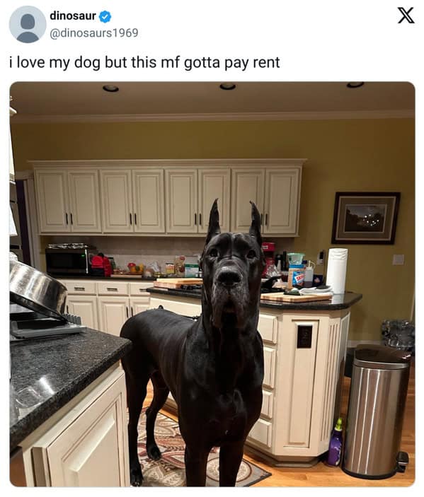 pet memes, pet tweets, dog memes, cat memes, funny pet tweets, cute pet pictures, animal memes, hilarious pet tweets, adorable pet pics, cute animal photos