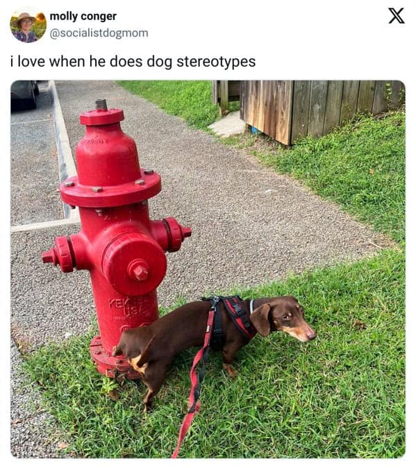 pet memes, pet tweets, dog memes, cat memes, funny pet tweets, cute pet pictures, animal memes, hilarious pet tweets, adorable pet pics, cute animal photos