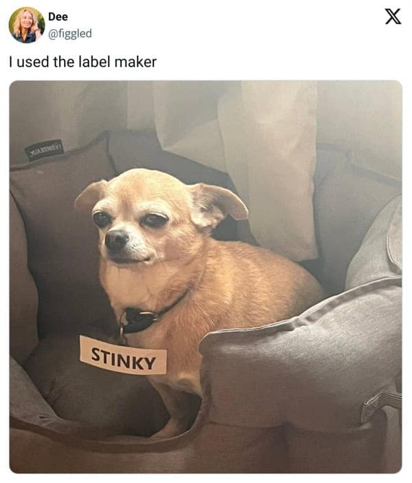 pet memes, pet tweets, dog memes, cat memes, funny pet tweets, cute pet pictures, animal memes, hilarious pet tweets, adorable pet pics, cute animal photos