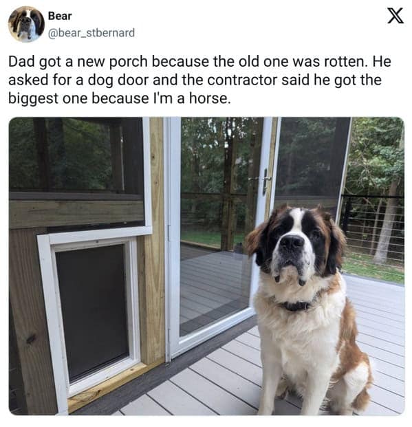 pet memes, pet tweets, dog memes, cat memes, funny pet tweets, cute pet pictures, animal memes, hilarious pet tweets, adorable pet pics, cute animal photos