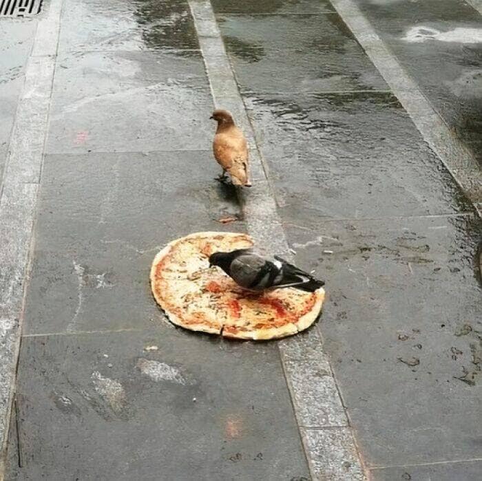 pizza memes, cursed pizza, funny pizza memes, weird pizza pics, viral pizza images