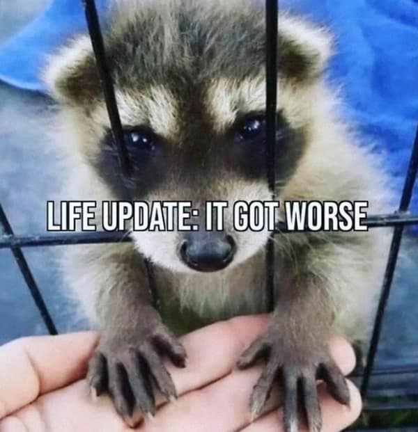 raccoon memes, trash panda memes, funny raccoon memes, cute raccoon memes, hilarious raccoon memes