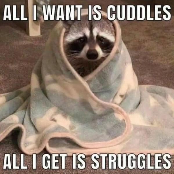 raccoon memes, trash panda memes, funny raccoon memes, cute raccoon memes, hilarious raccoon memes