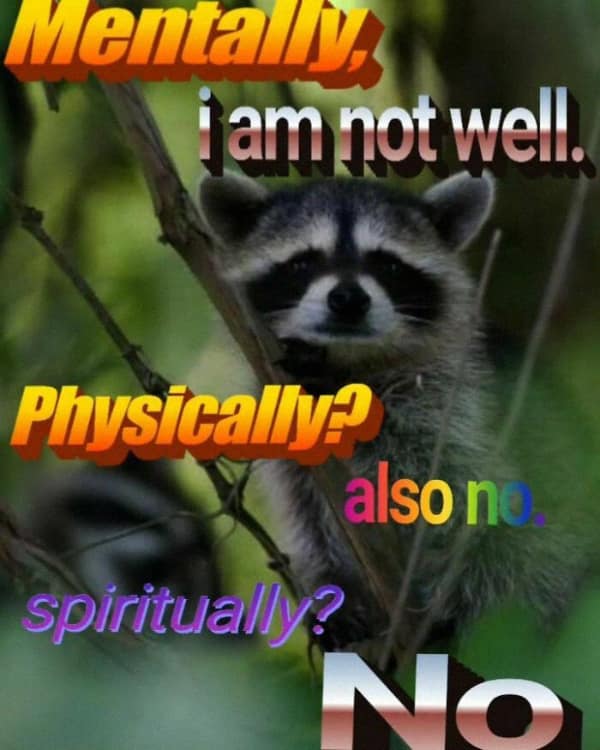 raccoon memes, trash panda memes, funny raccoon memes, cute raccoon memes, hilarious raccoon memes