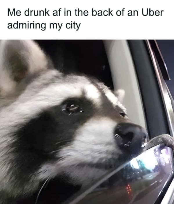 raccoon memes, trash panda memes, funny raccoon memes, cute raccoon memes, hilarious raccoon memes