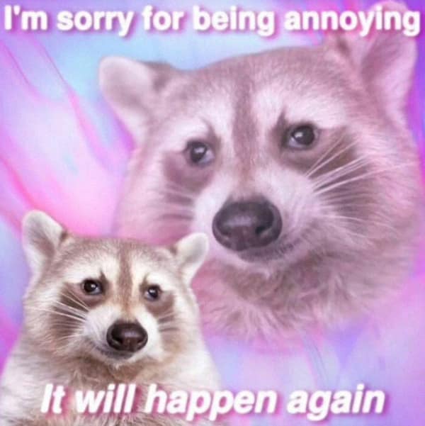 raccoon memes, trash panda memes, funny raccoon memes, cute raccoon memes, hilarious raccoon memes