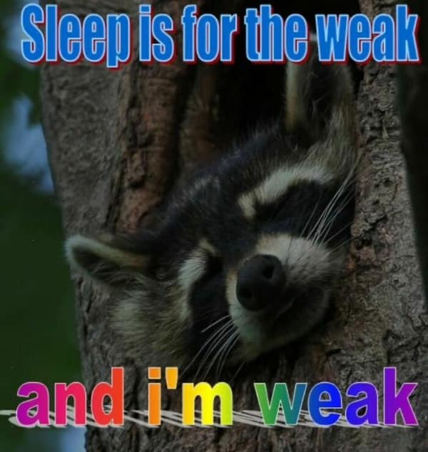 raccoon memes, trash panda memes, funny raccoon memes, cute raccoon memes, hilarious raccoon memes