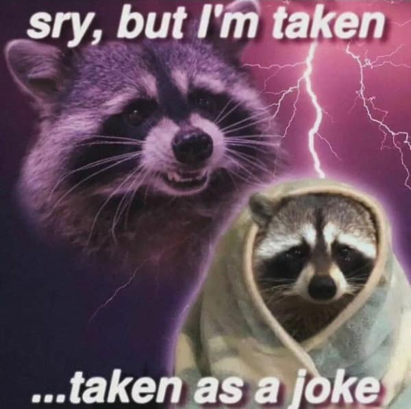 raccoon memes, trash panda memes, funny raccoon memes, cute raccoon memes, hilarious raccoon memes