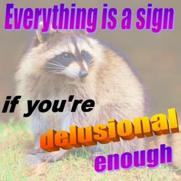 raccoon memes, trash panda memes, funny raccoon memes, cute raccoon memes, hilarious raccoon memes