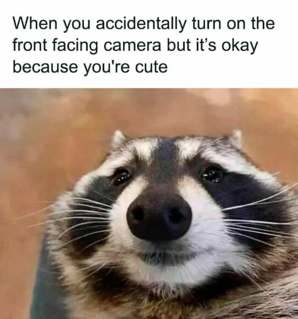 raccoon memes, trash panda memes, funny raccoon memes, cute raccoon memes, hilarious raccoon memes