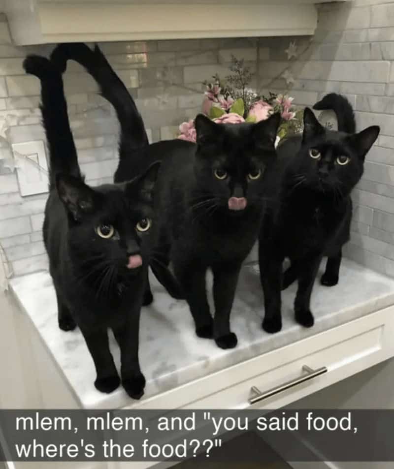 mlem, mlem, and "you said food, where's the food??"