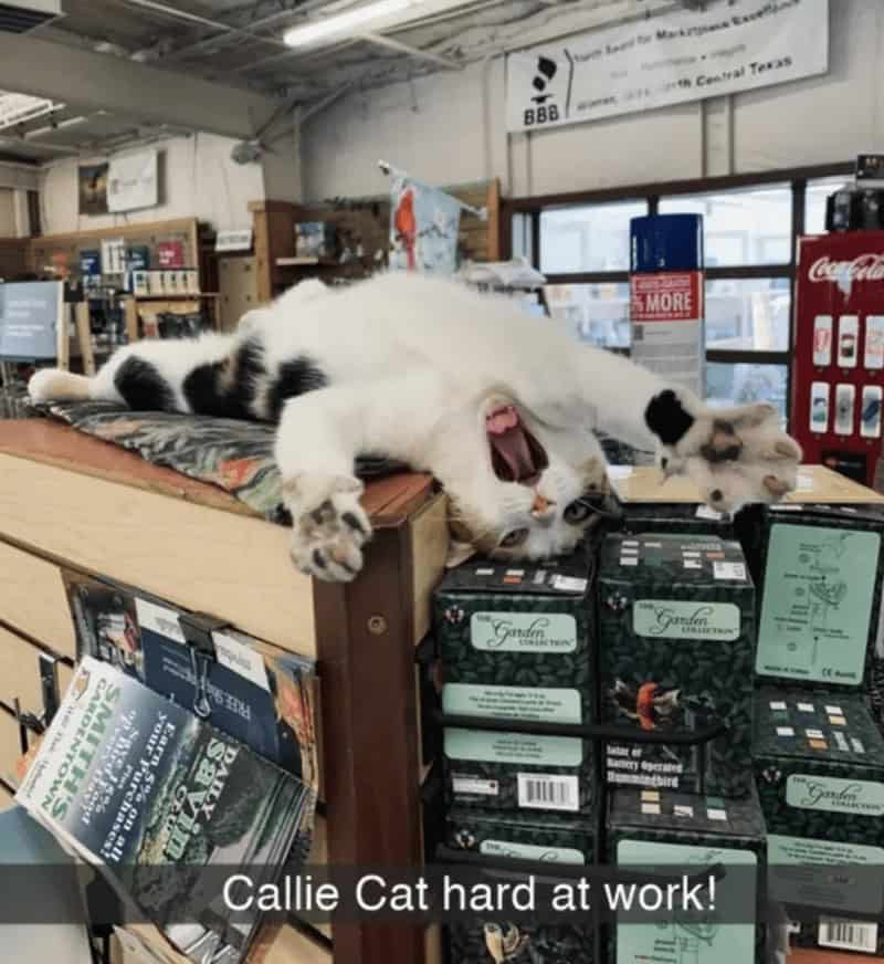 Callie Cat hard at work!