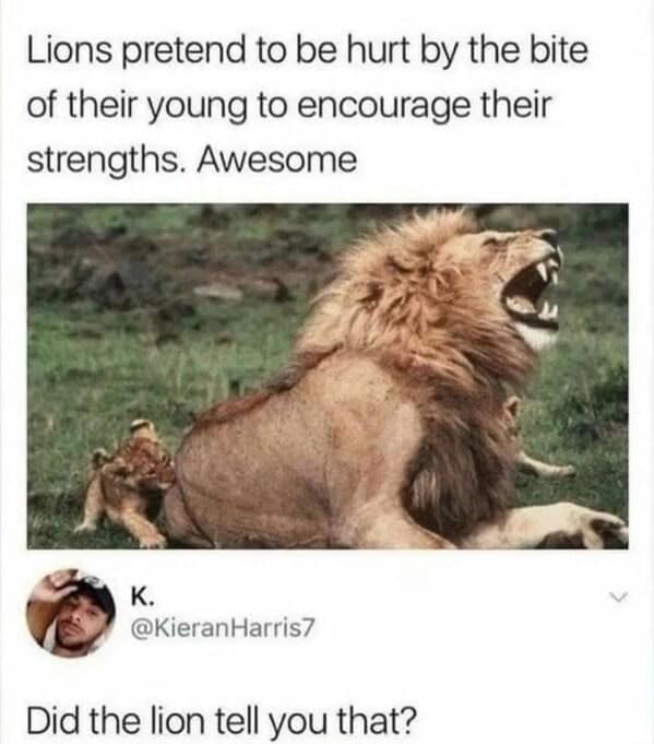 Lions pretend to be hurt by the bite of their young to encourage their strengths. Awesome