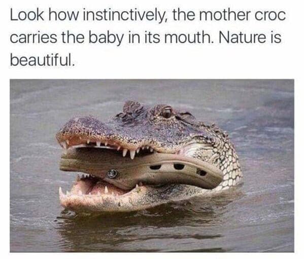 Look how instinctively, the mother croc carries the baby in its mouth. Nature is beautiful.