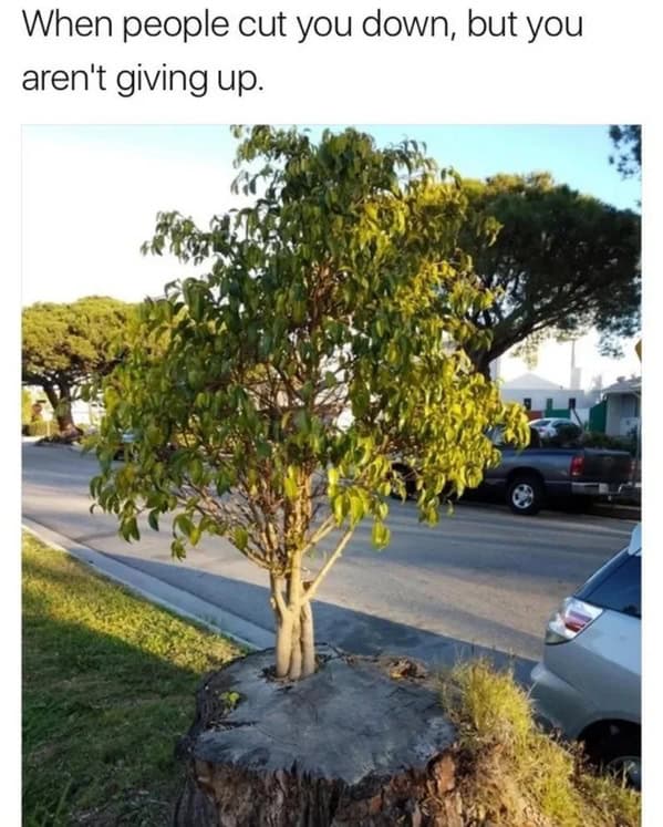 wholesome memes, heartwarming memes, uplifting memes, feel-good memes, inspirational memes, motivational memes