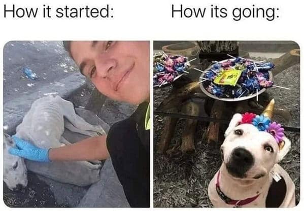 wholesome memes, heartwarming memes, uplifting memes, feel-good memes, inspirational memes, motivational memes