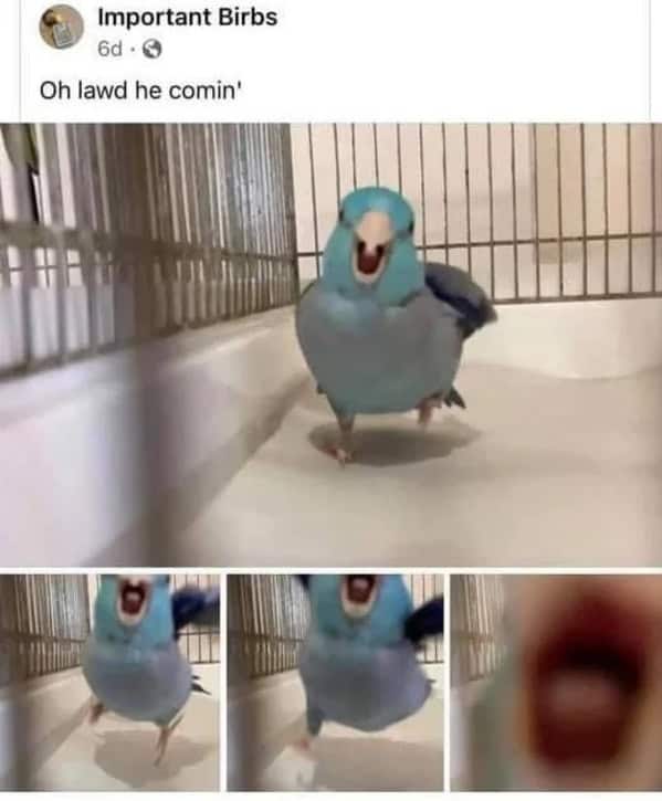 wholesome memes, heartwarming memes, feel-good memes, touching pictures, heartening photos, positive memes, happy memes, inspiring memes