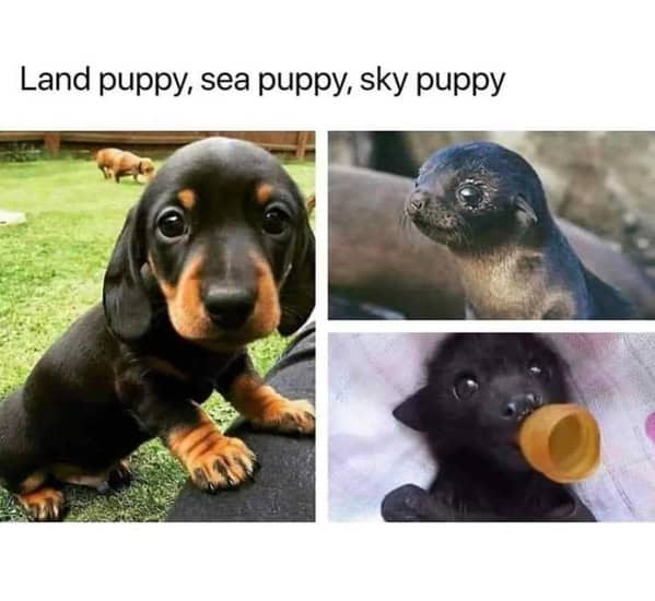 wholesome memes, heartwarming memes, uplifting memes, feel-good memes, inspirational memes, motivational memes