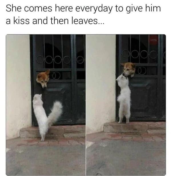 wholesome memes, heartwarming memes, uplifting memes, feel-good memes, inspirational memes, motivational memes
