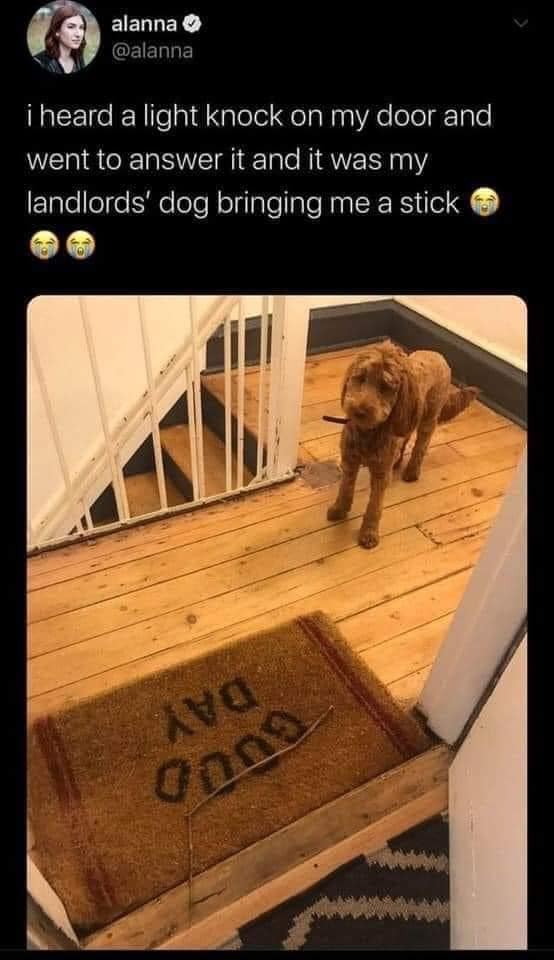 i heard a light knock on my door and went to answer it and it was my landlords' dog bringing me a stick
