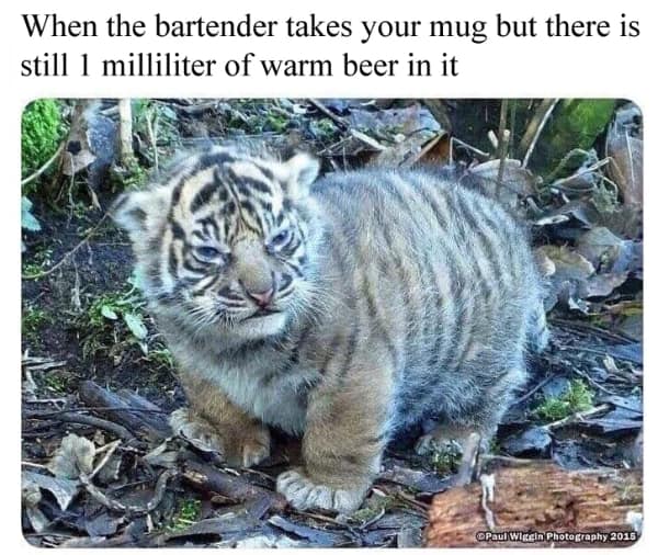 alcohol memes, hangover memes, Drinking memes, Hangover humor, booze memes