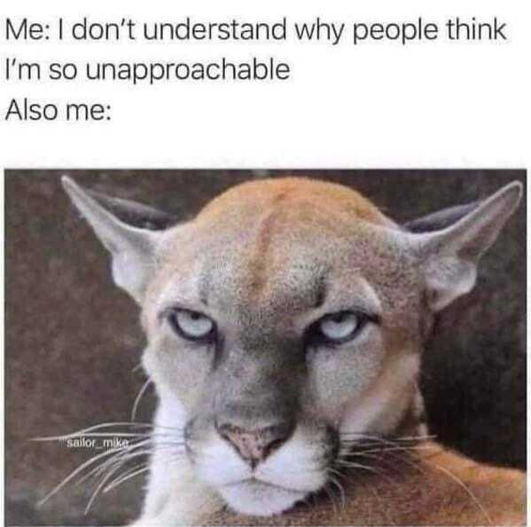 animal memes, funny animal memes, animal humor, funny pet memes, pet jokes, animal antics, hilarious animal posts