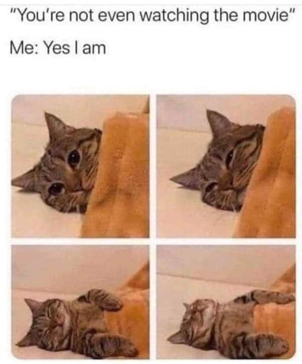 animal memes, funny animal memes, animal humor, funny pet memes, pet jokes, animal antics, hilarious animal posts