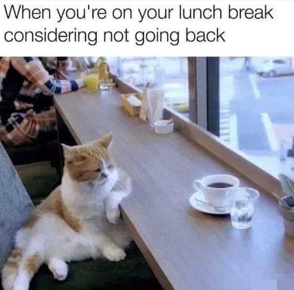 animal memes, funny animal memes, animal humor, funny pet memes, pet jokes, animal antics, hilarious animal posts