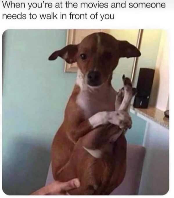 animal memes, funny animal memes, animal humor, funny pet memes, pet jokes, animal antics, hilarious animal posts