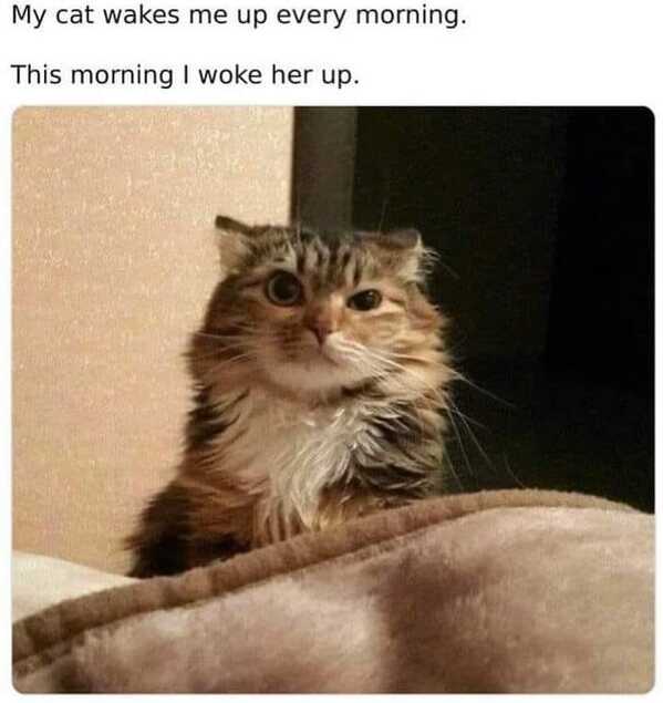 animal memes, funny animal memes, animal humor, funny pet memes, pet jokes, animal antics, hilarious animal posts