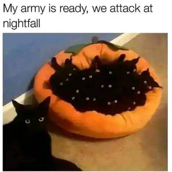 animal memes, funny animal memes, animal humor, funny pet memes, pet jokes, animal antics, hilarious animal posts