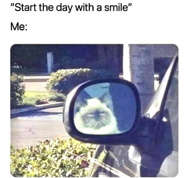 animal memes, funny animal memes, animal humor, funny pet memes, pet jokes, animal antics, hilarious animal posts