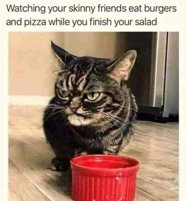 animal memes, funny animal memes, animal humor, funny pet memes, pet jokes, animal antics, hilarious animal posts