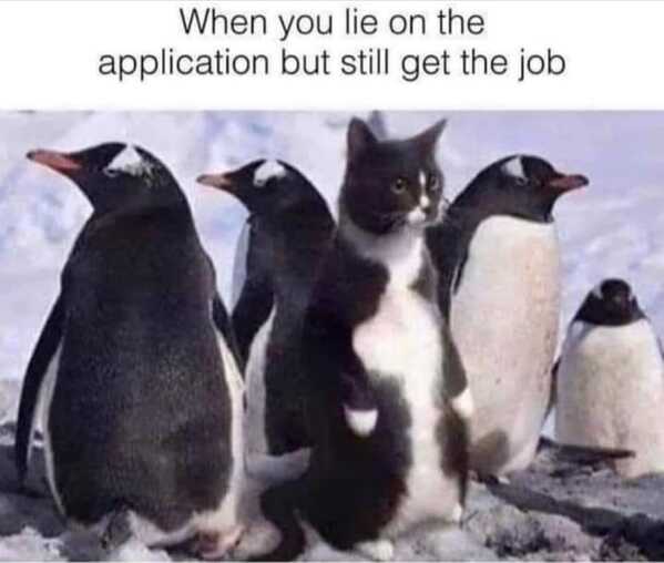 animal memes, funny animal memes, animal humor, funny pet memes, pet jokes, animal antics, hilarious animal posts