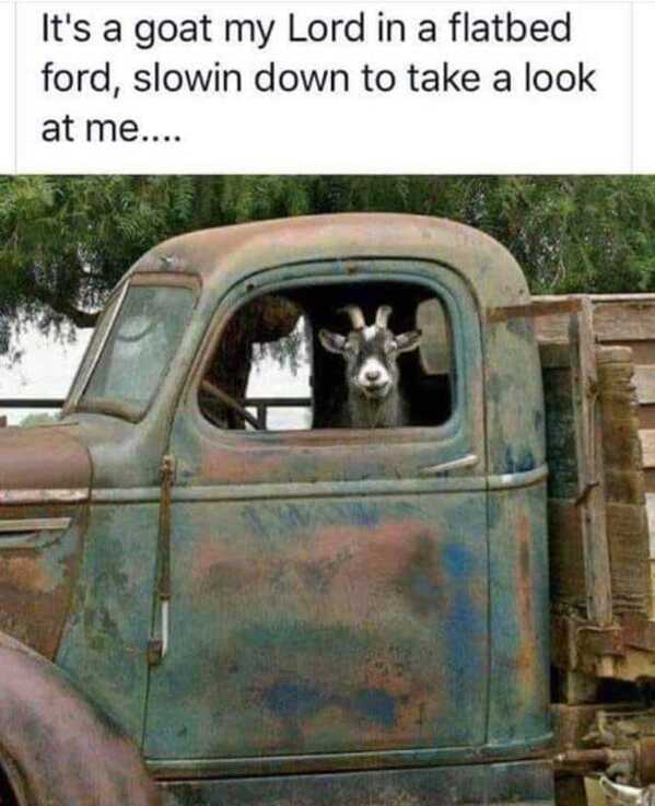 animal memes, funny animal memes, animal humor, funny pet memes, pet jokes, animal antics, hilarious animal posts